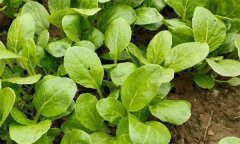怎样防治油菜软腐病，其症状表现如何？