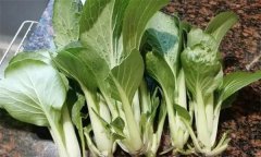 秋冬油菜的主要类型简介