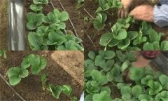 种植草莓时怎样准备和处理草莓苗？