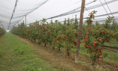 苹果矮砧集约高效栽培模式的关键技术是什么？