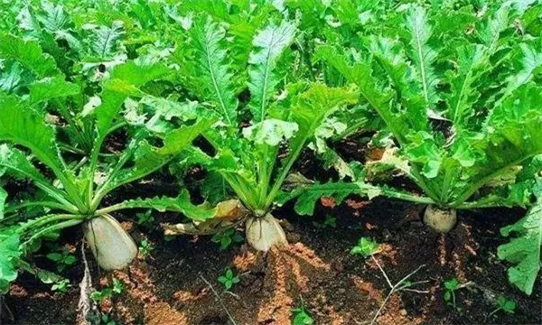 春萝卜种植时间