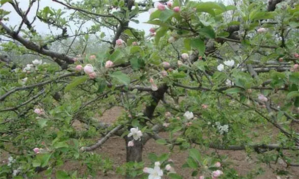如何应用苹果专用授粉树