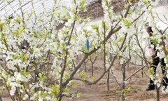 李树设施栽培怎样进行花果管理？