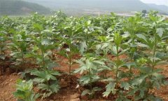 种植附子怎样进行田间管理，主要措施有哪些？