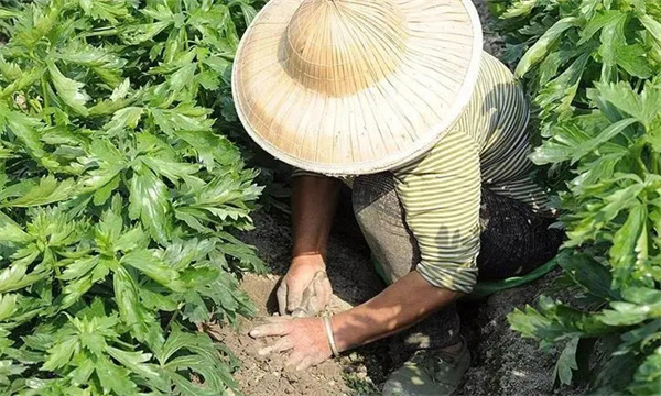修根方法
