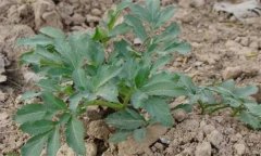 白芷的形态特征与生物学特征简介