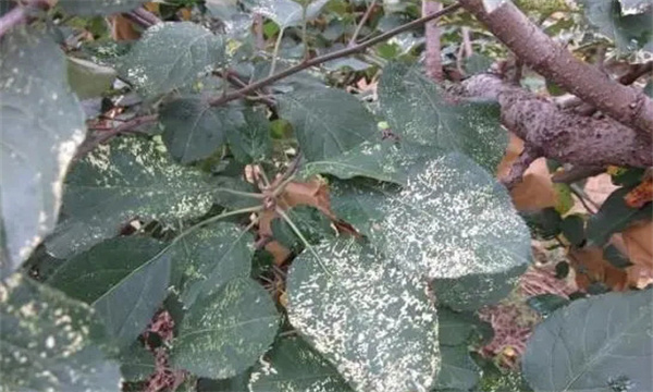 苹果大树的白粉病症状