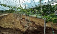 果树设施栽培需要什么设施，怎样确定栽植密度