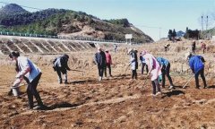 草红花种植技术要点及其主要栽培步骤