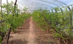 设施果树什么时间栽植比较好？