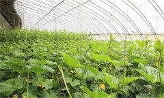 怎样调控蔬菜大棚内的湿度？