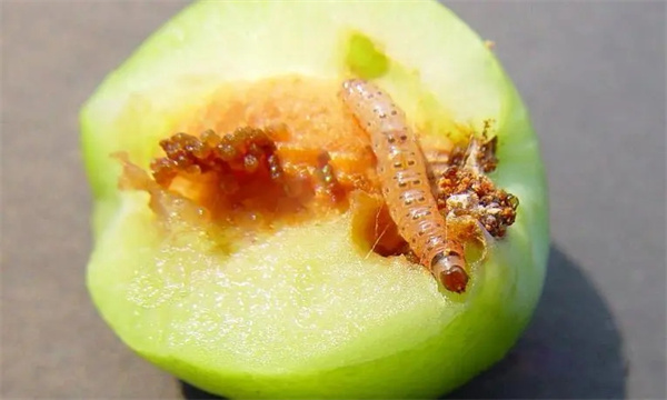 苹小食心虫