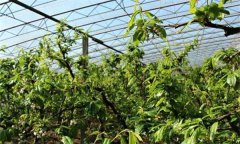 李树设施栽培怎样栽植？