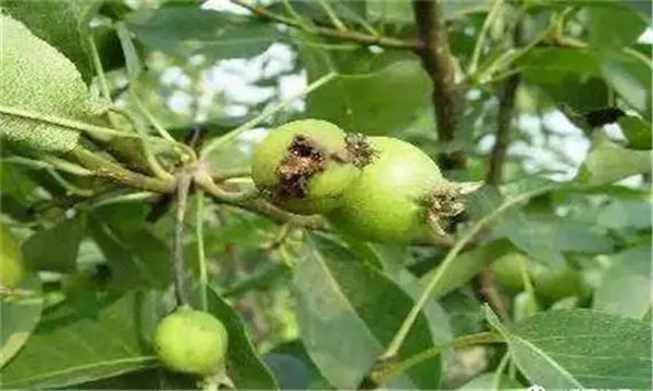 如何防治梨小食心虫