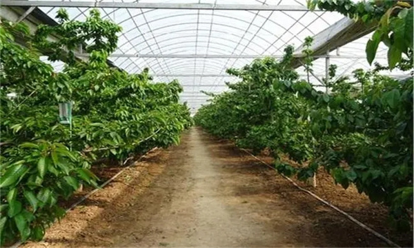 樱桃设施栽培的温湿度调控问题
