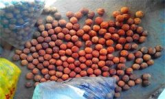 核桃砧木种子怎样处理与播种？