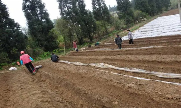 核桃砧木种子怎样处理与播种