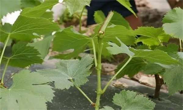 如何利用植物激素促进扦插生根