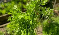 怎样预防芹菜提前抽薹，主要措施是什么？