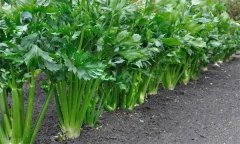 芹菜空心的原因是什么 怎样防治和预防芹菜空心