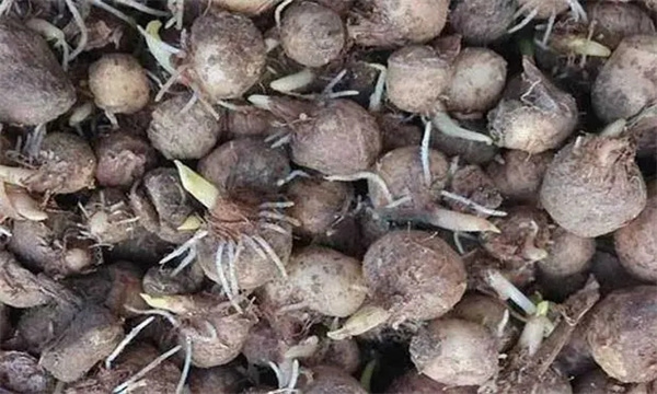 半夏的块茎繁殖