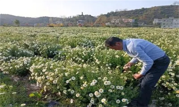 福白菊的生长习性