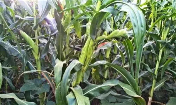 玉米疯顶病的病原菌是什么