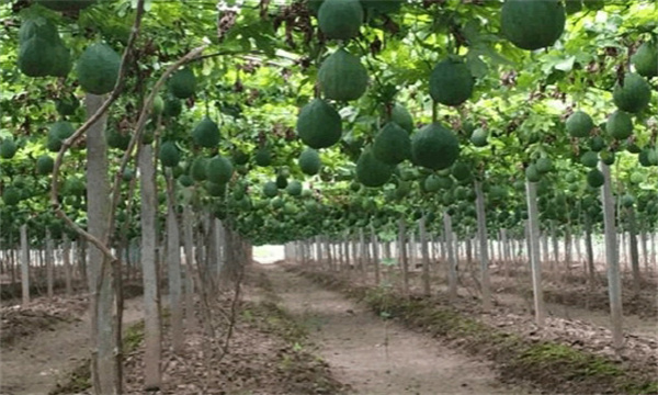 种植栝楼如何进行田间管理