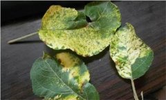什么是苹果黄叶病，怎样防治？