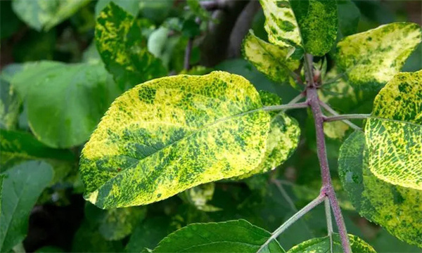 什么是苹果花叶病