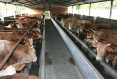 肉牛高效养殖管理对环境设施和犊牛的要求