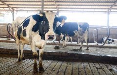 农村奶牛养殖中常见的几个错误问题