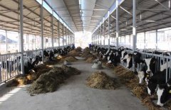 奶牛养殖场选址规划与建设方法问题