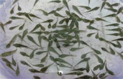 如何提高鱼苗下池后的成活率？