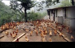 土鸡散养鸡舍建设方法、步骤与参考方案