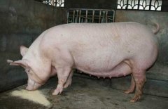 母猪各阶段饲料配方简介