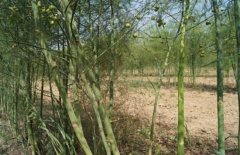 芦笋种植技术与管理方法
