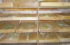 黄粉虫对温度、湿度、光照与饲料等条件的要求