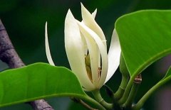 白兰花什么时候开花，如何使白兰花多开花？