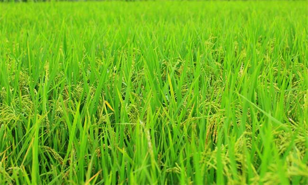水稻实行浅水灌溉