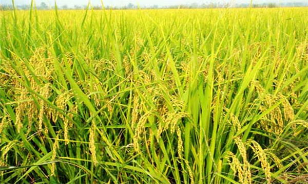 水稻生长后期高产栽培要点
