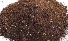 如何在冬季种植西葫芦?