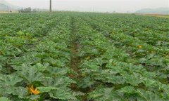 种植芦笋应选什么样的地块为好?