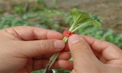 大棚西葫芦栽培技术要点有哪些?