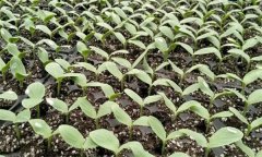 西葫芦早春栽培技术要点