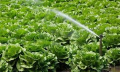 大白菜对水分有什么要求?