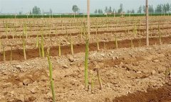 栽植芦笋地块对土壤如何处理?