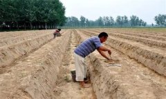 芦笋栽植密度和深度各多少为宜?