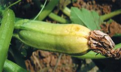 如何防止西葫芦化瓜,有哪些预防措施?