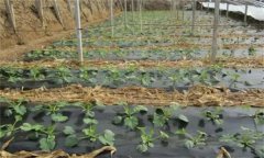 大棚西葫芦定植后如何管理?